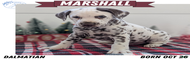 Marshall