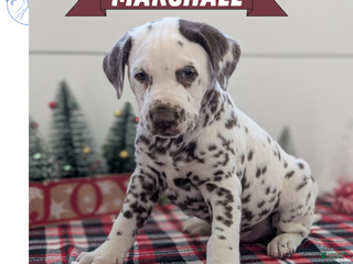 Dalmatian dogs Marshall - Ad 19