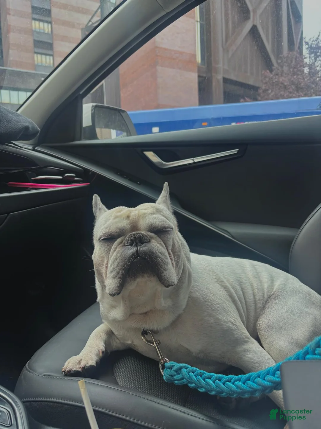 French Bulldog dogs for stud: Sky   - Ad 2