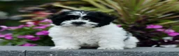 Teddy Bear dogs for sale: Sugar  - Ad 3
