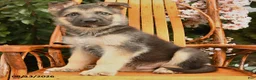 German Shepherd dogs for sale: Max - Ad 4