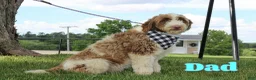 Portuguese Water Dog dogs for sale: Sammy - Ad 7