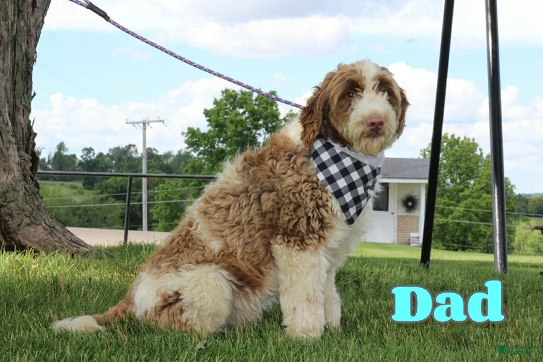 Portuguese Water Dog dogs for sale: Sammy - Ad 7