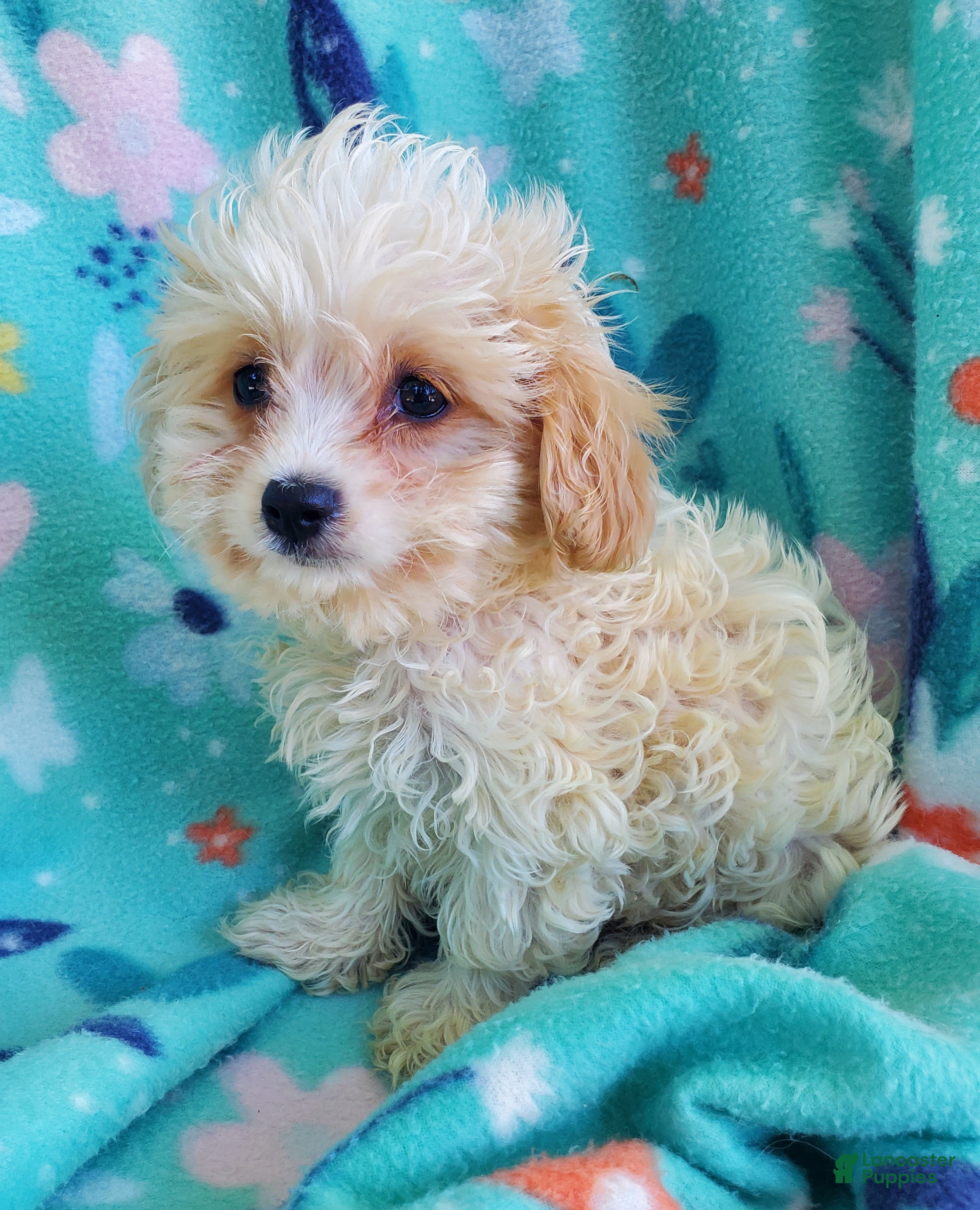 Cavachon dogs Harry - Ad 1