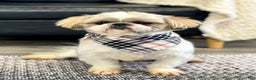 Shih Tzu dogs for sale: Nacho - Ad 4