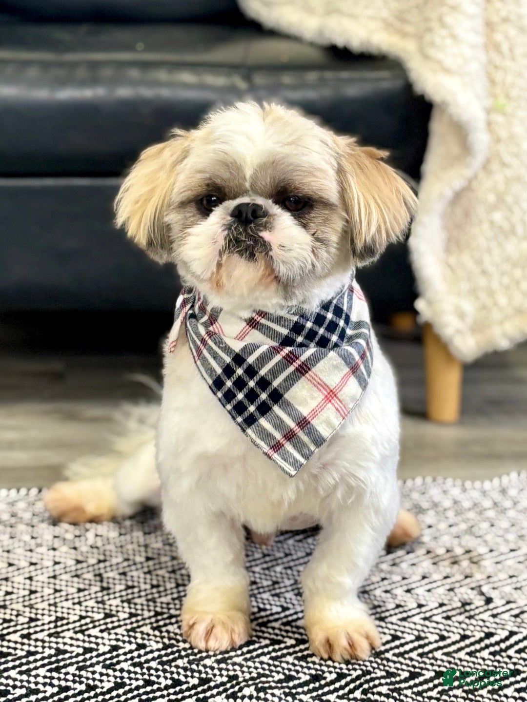 Shih Tzu dogs for sale: Nacho - Ad 4