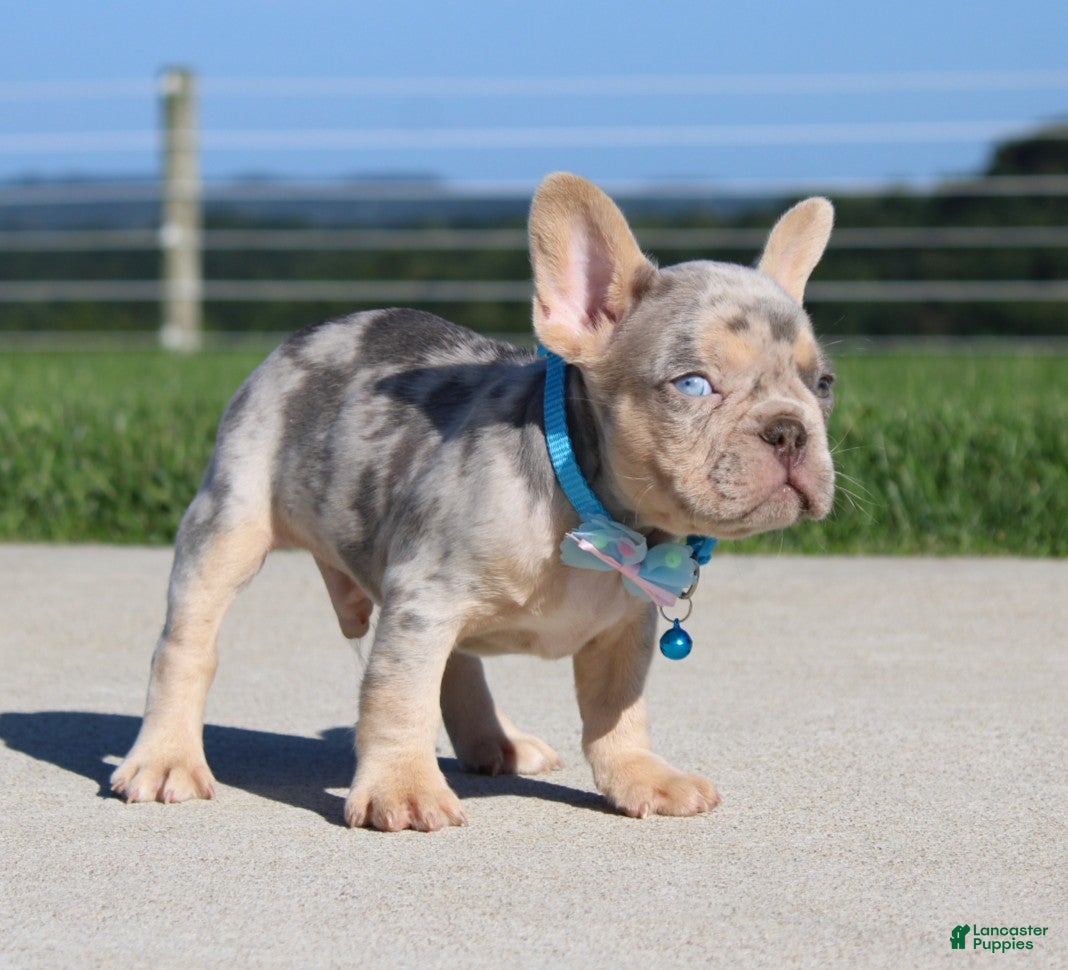 French Bulldog dogs Bentley - Ad 2