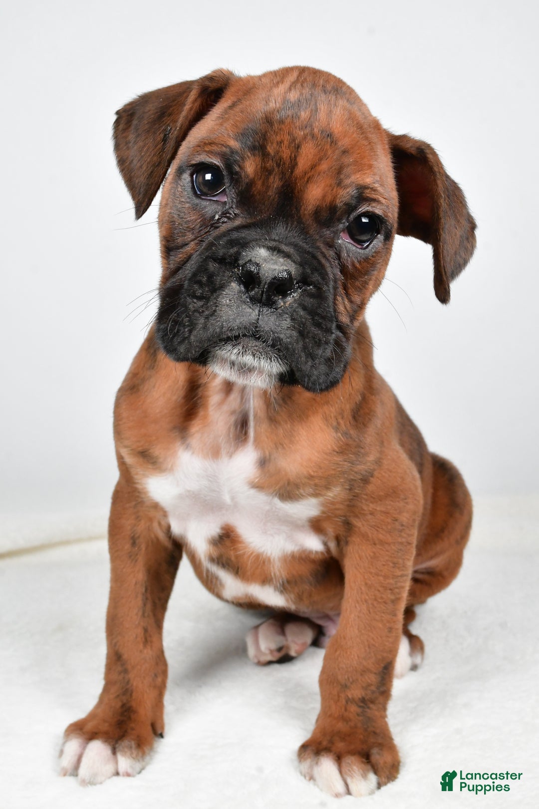 Boxer dogs for sale: Benji - Ad 5