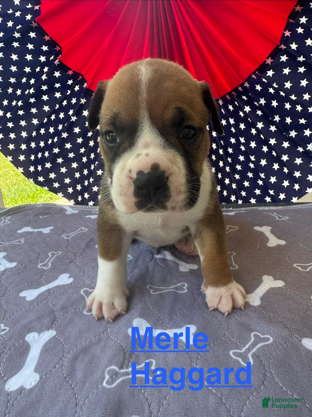 American Bulldog dogs for sale: Male #1/ Merle Haggard - Ad 1