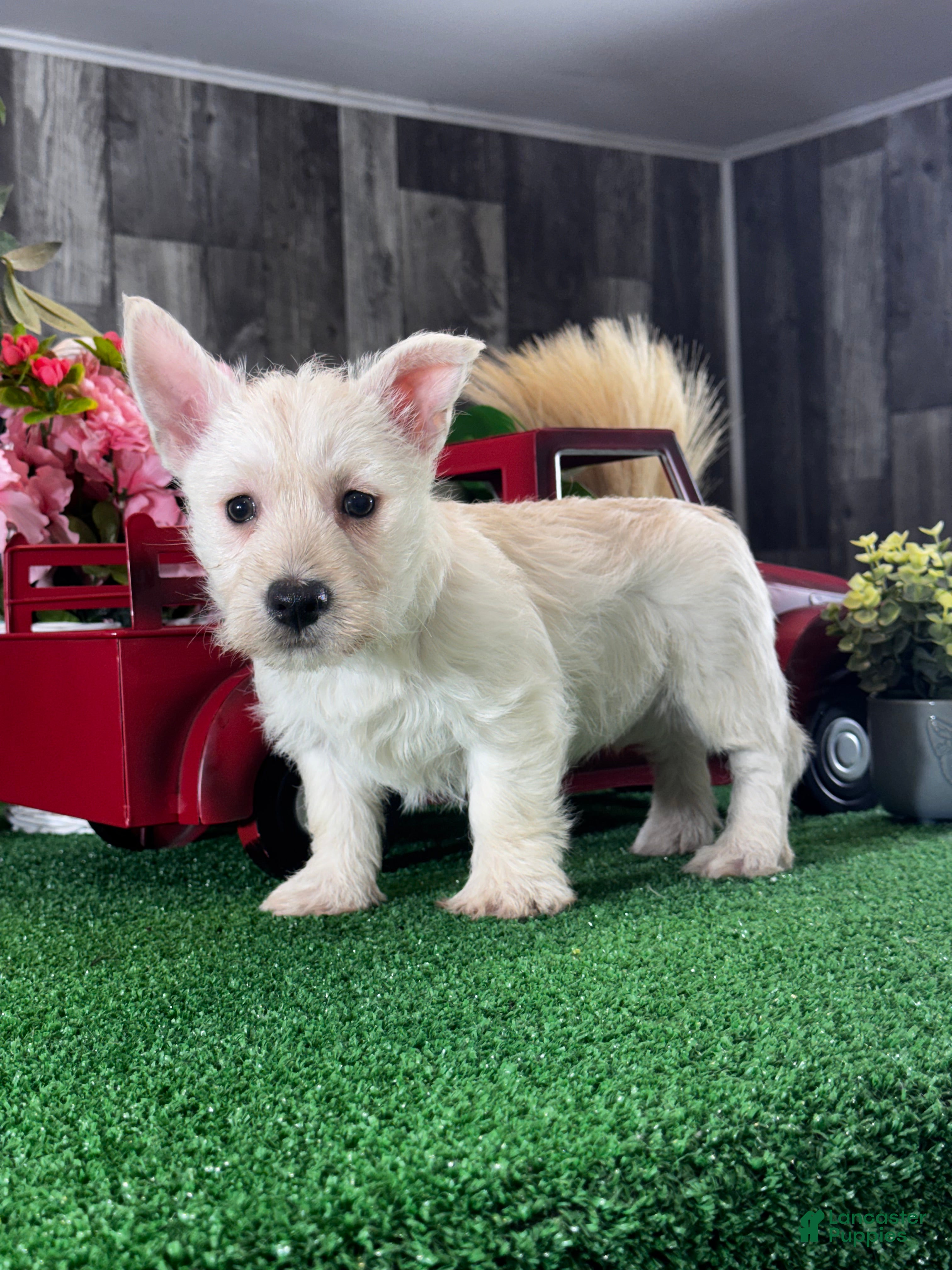 West Highland Terrier dogs Willow  - Ad 21