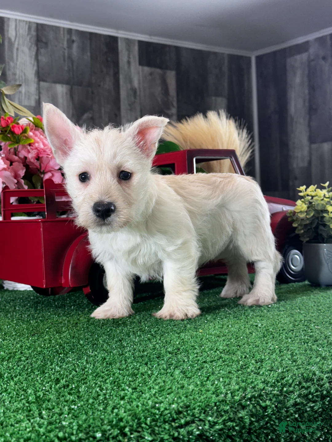 West Highland Terrier dogs for sale: Willow  - Ad 1