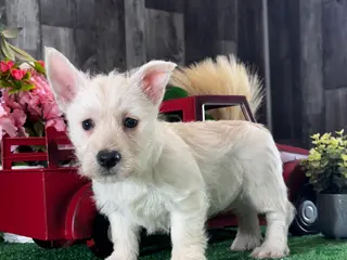 West Highland Terrier dogs Willow - Ad 17