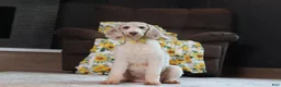 Miniature Poodle dogs for sale: Jasper (AKC) - Ad 4