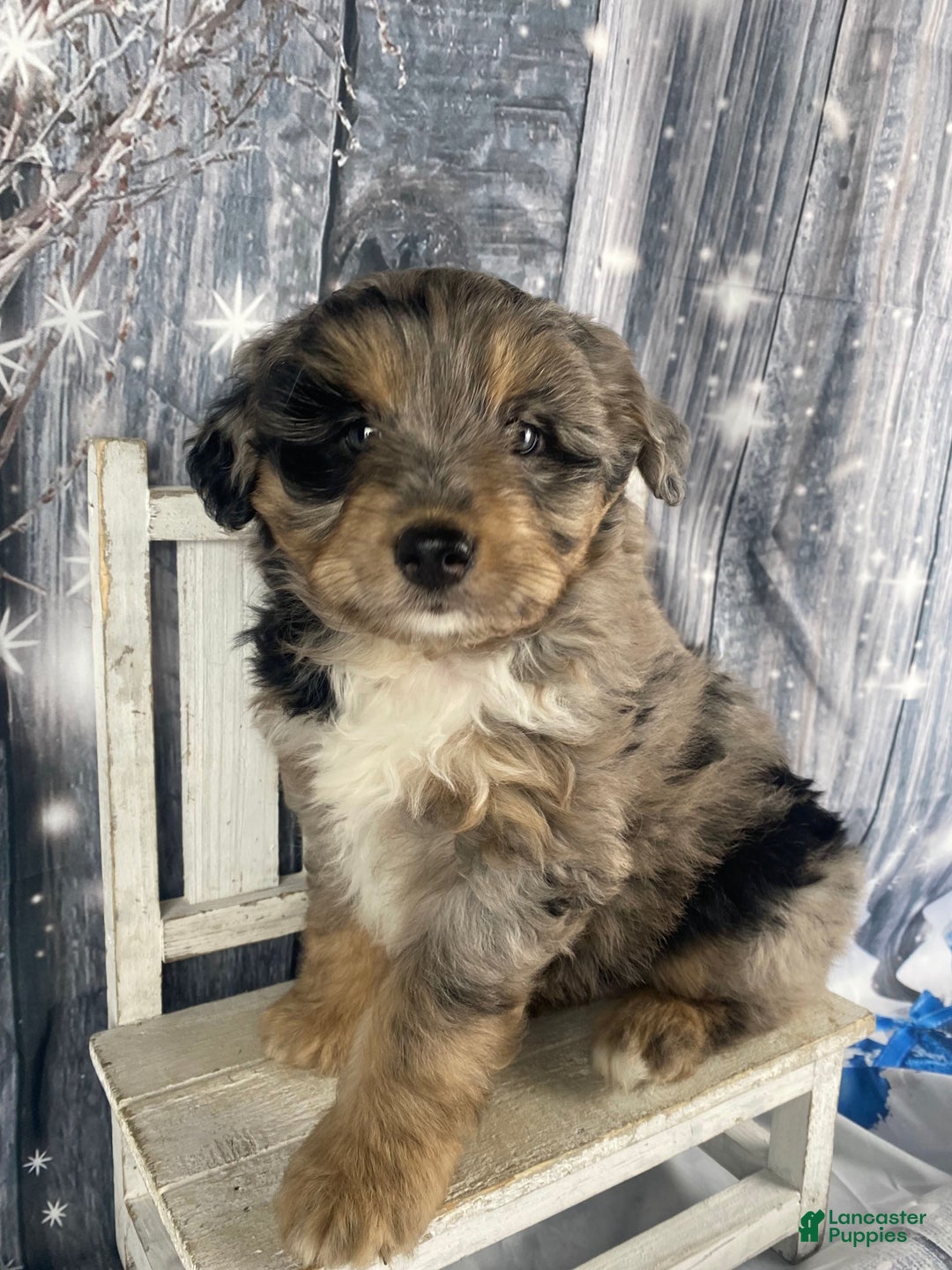 Aussiedoodle dogs for sale: Smores - Ad 1