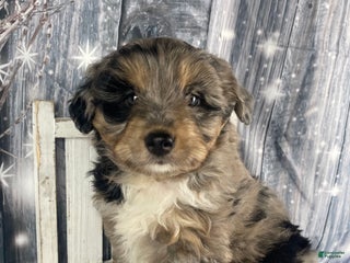 Aussiedoodle dogs Smores - Ad 8