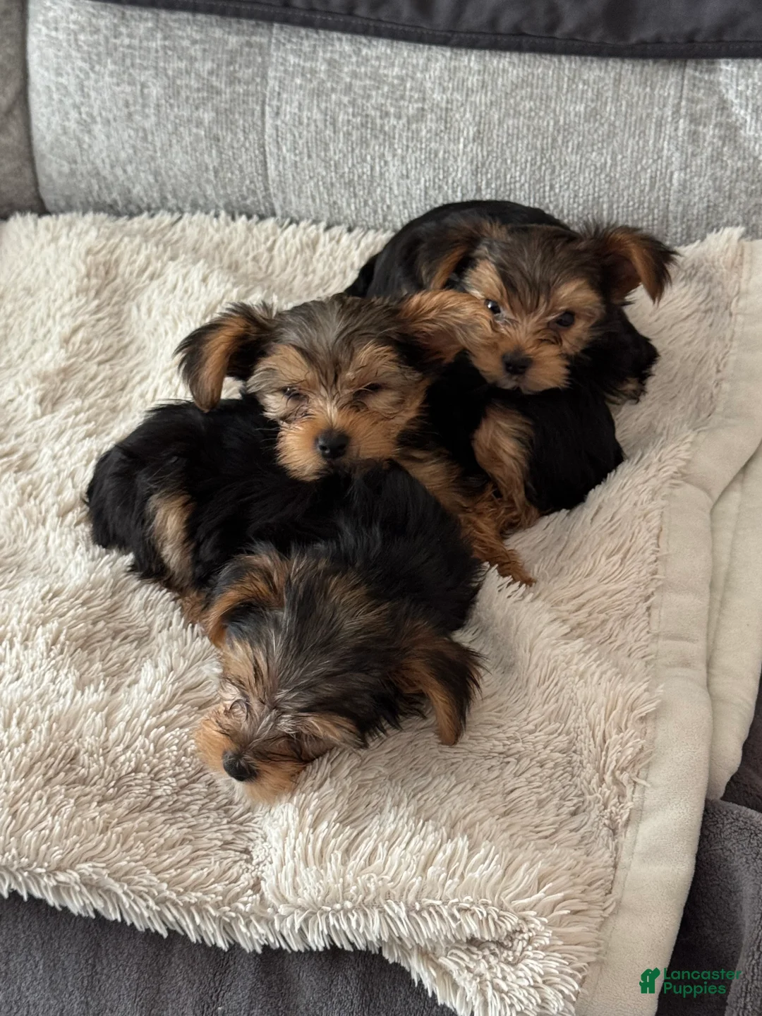 Yorkshire Terrier dogs for sale: Yorkshire Black - Ad 1