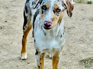 Mixed Breed dogs ODIN-Kelpie/Border Collie male - Ad 1