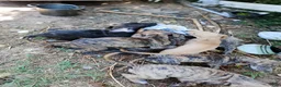 Great Dane dogs for sale: Great Dane 4 - Ad 8