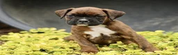 Boxer dogs for sale: Tammy - Ad 1