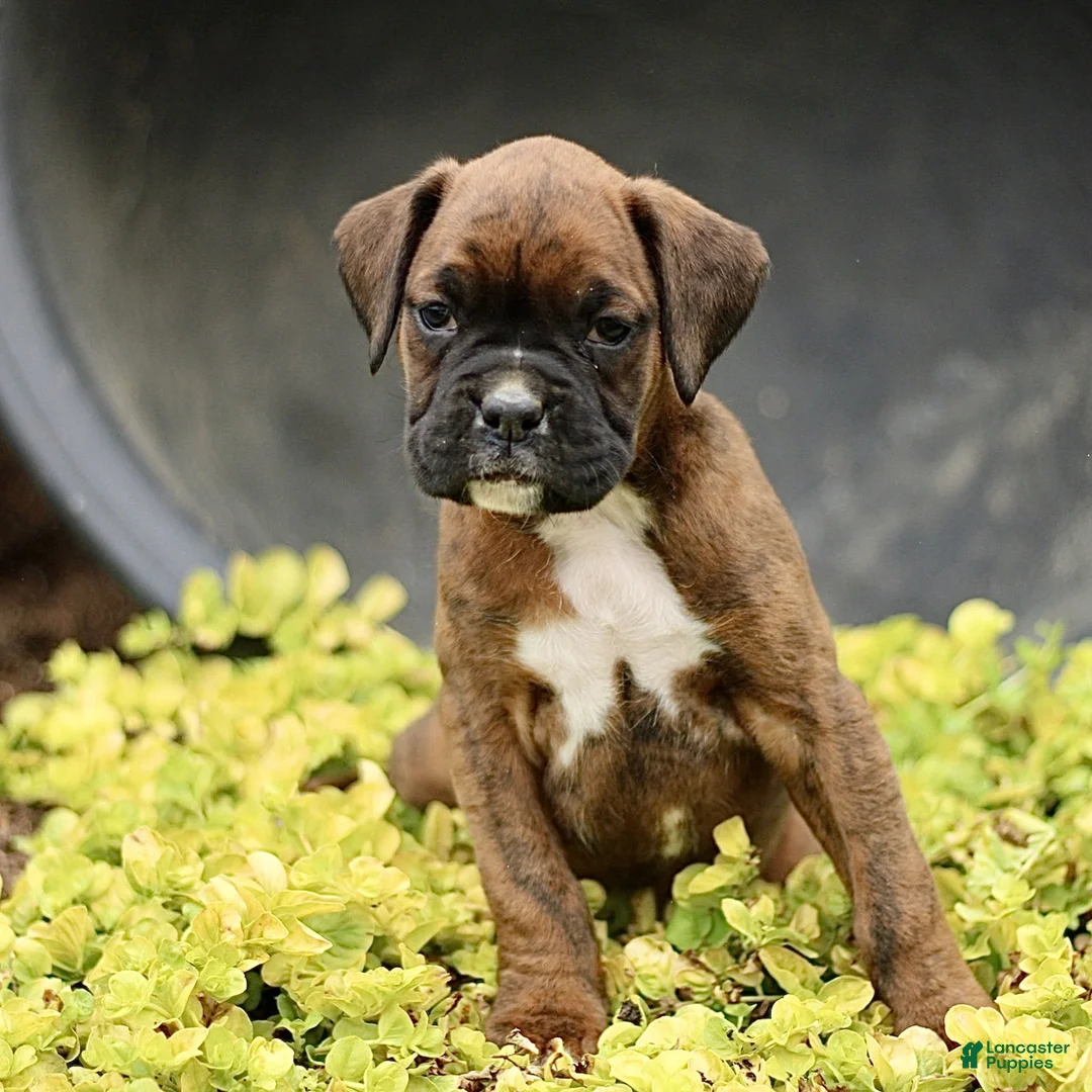 Boxer dogs for sale: Tammy - Ad 1