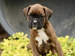 Boxer dogs for sale: Tammy - Ad 2