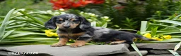 Miniature Dachshund dogs for sale: Splash - Ad 3