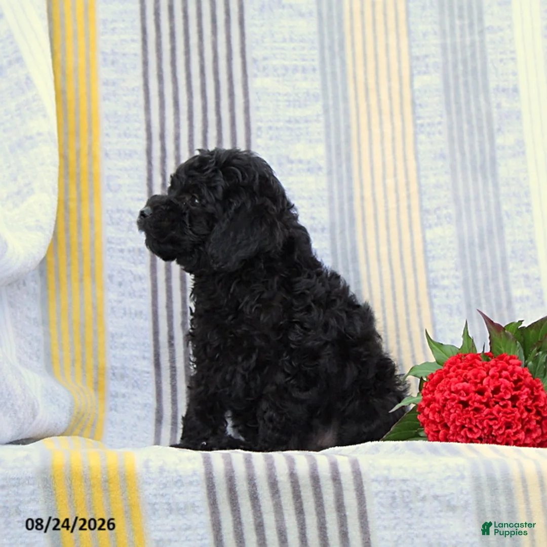 Miniature Poodle dogs for sale: Snickers - Ad 3