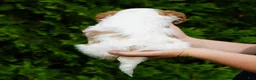 Cavachon dogs for sale: Chloe - Ad 4