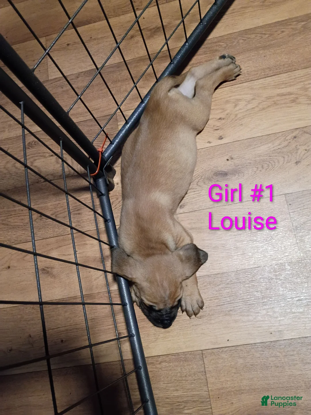 Mixed Breed dogs for sale: Louise - Ad 2