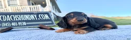 Miniature Dachshund dogs for sale: AKC Russian boy - Ad 3