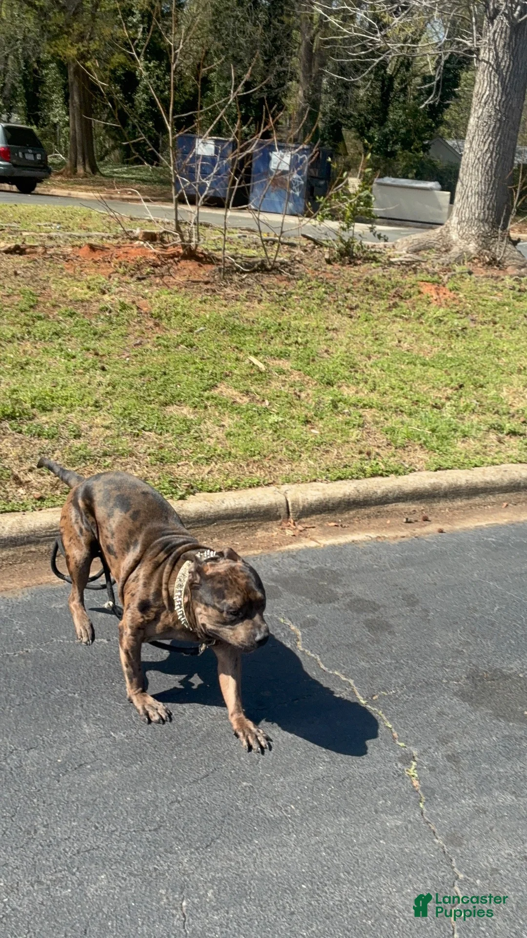 American Bully dogs for stud: Black Seal Merle - Ad 2