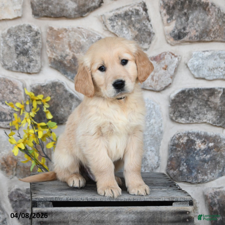 Golden Retriever dogs Dallas  - Ad 2