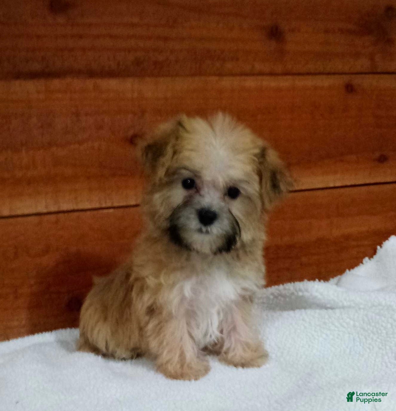 Morkie dogs for sale: Ranger - Ad 1