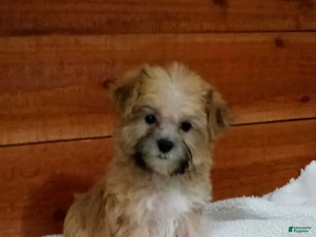 Morkie dogs for sale: Ranger - Ad 1