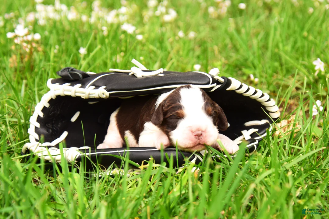 English Springer Spaniel dogs for sale: Zinc - Ad 2