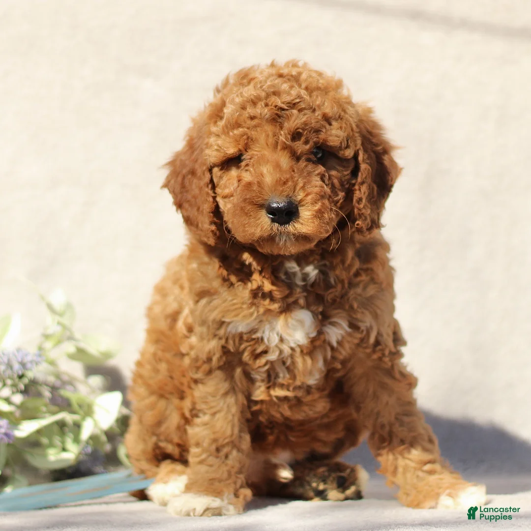 Mini Goldendoodle dogs for sale: Mike  - Ad 1
