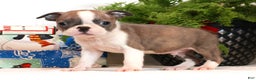 Boston Terrier dogs for sale: Cracker - Ad 1