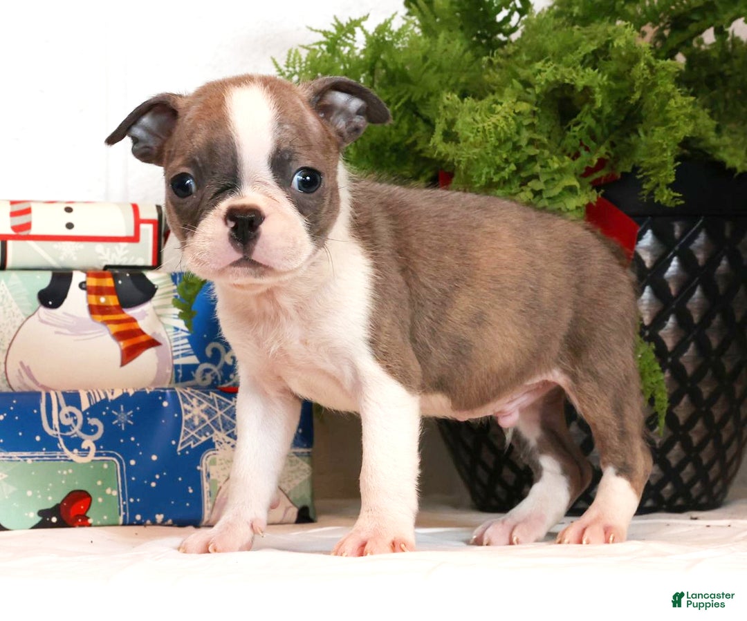 Boston Terrier dogs for sale: Cracker - Ad 1