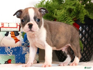 Boston Terrier dogs Cracker - Ad 28