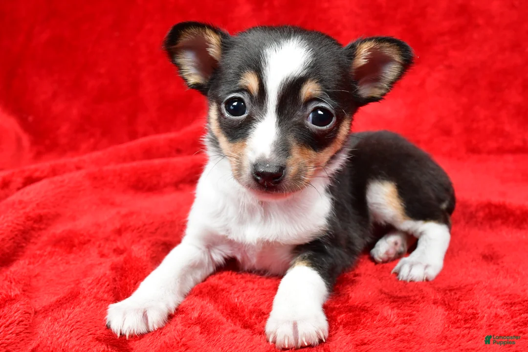 Toy Fox Terrier dogs for sale: Fern - Ad 3