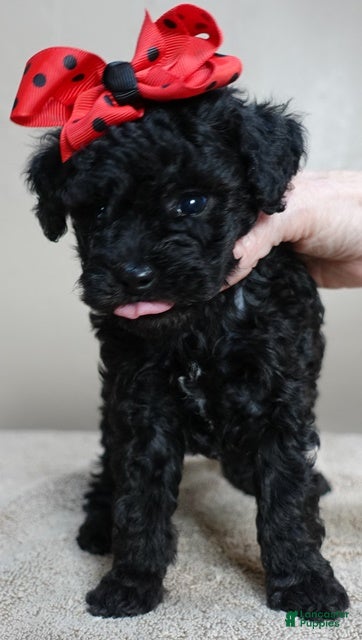 Toy Poodle dogs Kaida solid black - Ad 34
