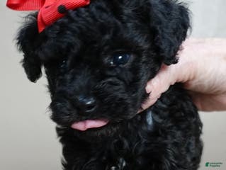 Toy Poodle dogs Kaida solid black - Ad 34