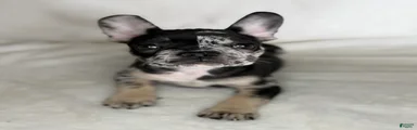 French Bulldog 1