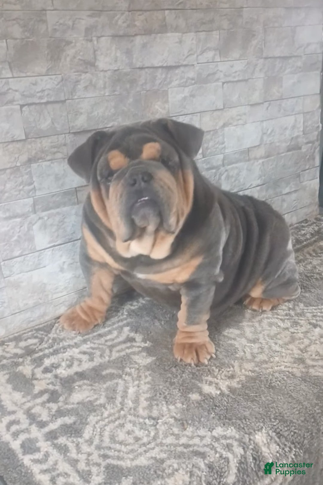 English Bulldog dogs for sale: English Bulldog Puppy 1 - Ad 8
