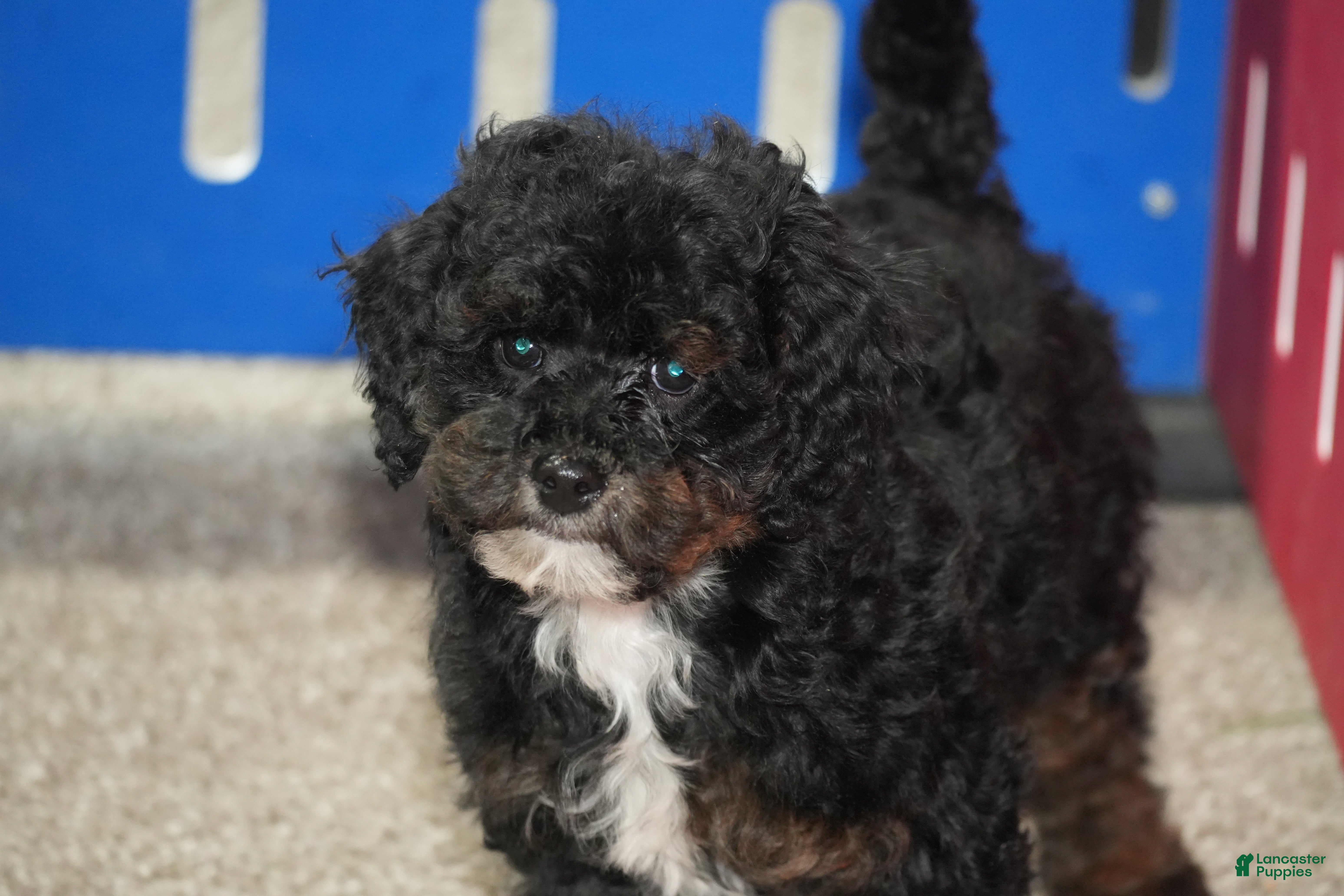 Cavapoo dogs Chris - Ad 41