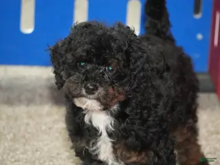 Cavapoo dogs Chris - Ad 41