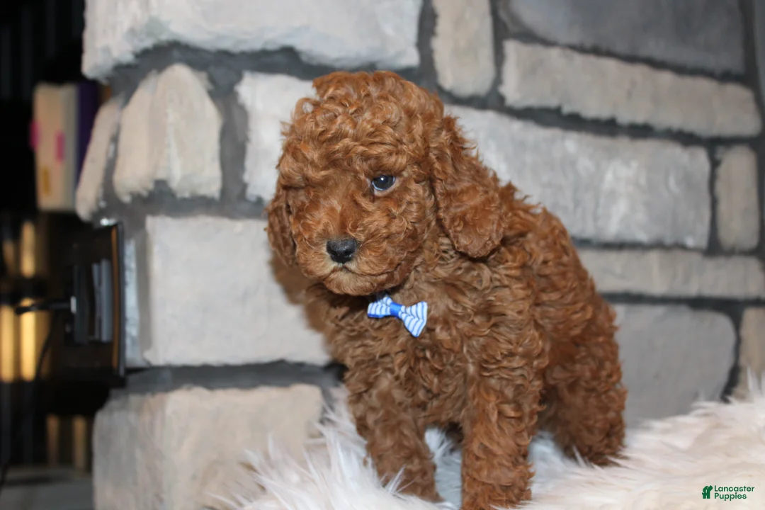 Miniature Poodle dogs for sale: AKC JAX - Ad 8