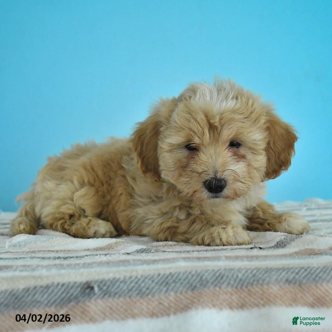 Maltipoo dogs for sale: Lewis - Ad 3