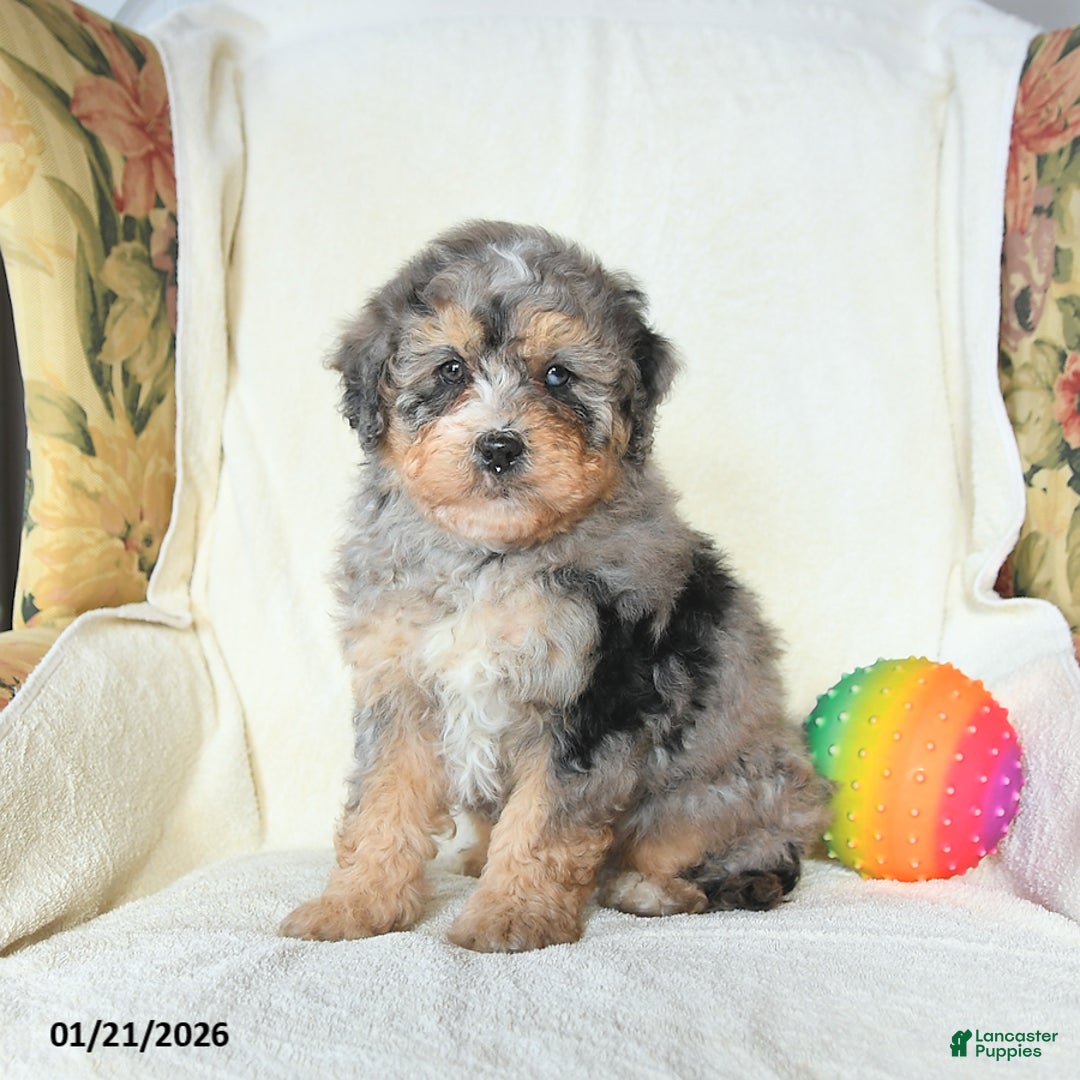 Mini Bernedoodle dogs for sale: Ranger - Ad 1