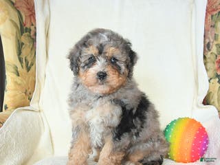 Mini Bernedoodle dogs Ranger - Ad 35